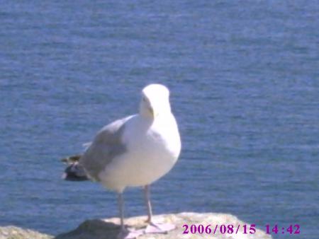 une mouette qui à faim